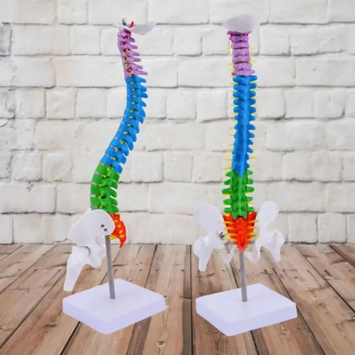 Муляжи Анатомические Макеты Позвоночник 45 СМ Умуртка Pozvonochnik
