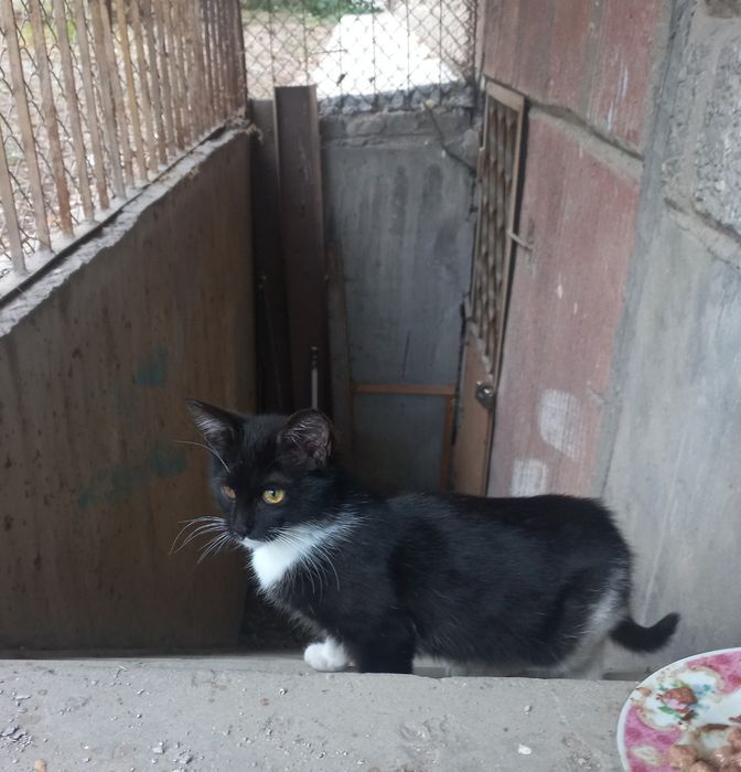 Котёнок в добрые руки