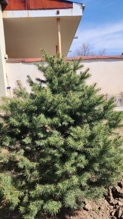 Archa sotiladi galuboy yel yashili bòyi 1.70-1.80