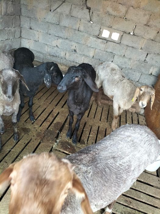 Қошқар мен қойлар сатылады жемде тұр