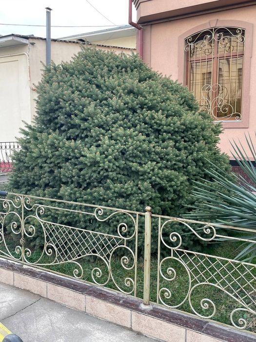 Арчалар сотилади