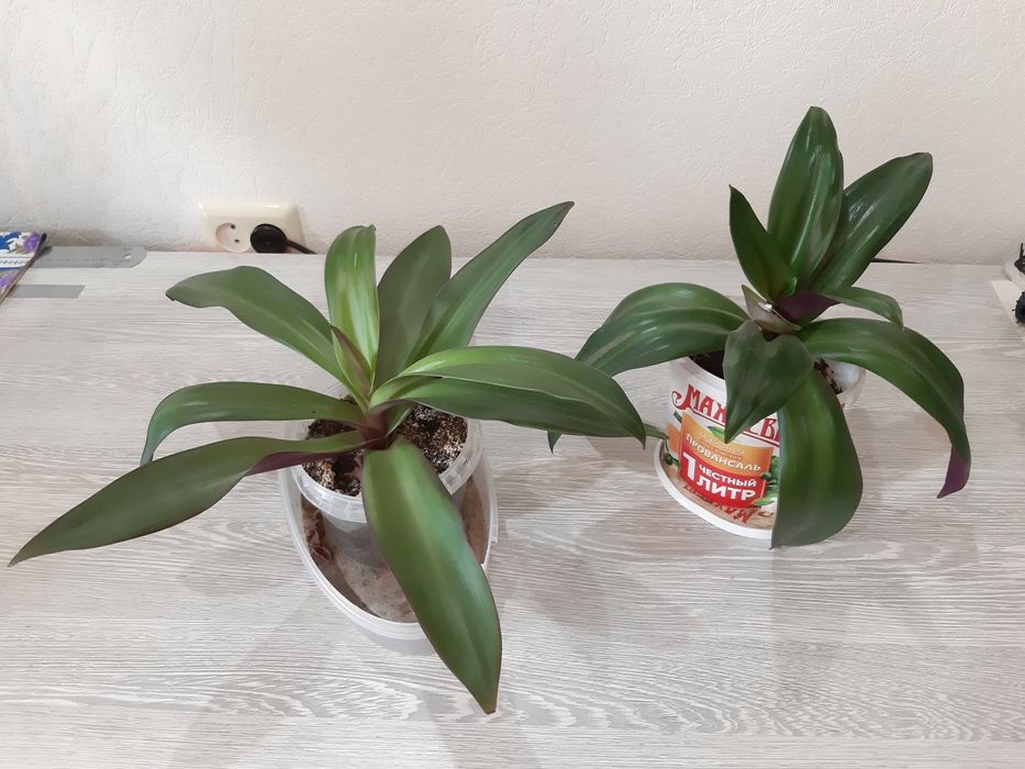 Комнатные цветы. Рео