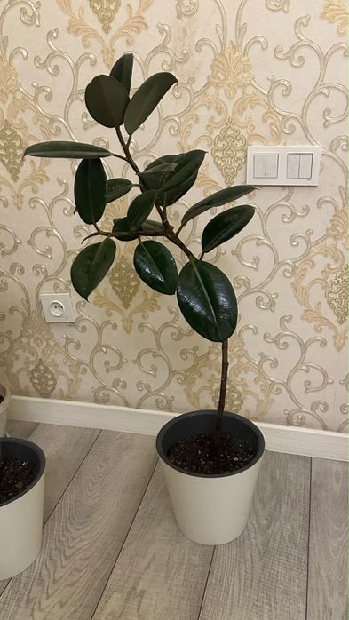 Продам шикарные комнатные фикусы эластика