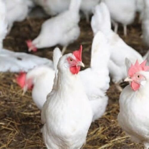 Куры несушки былые на Апрель