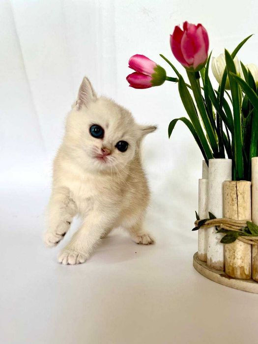 Шотландские котята вислоухие и прямоухие, золотой окрас, светлые
