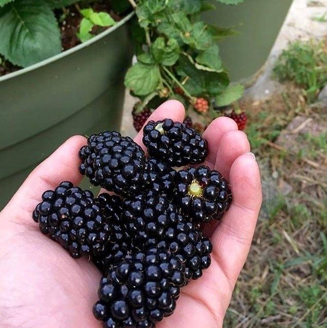 1️⃣ Blek Jem ежевика ko‘chati
2️⃣ Blek Jem Black Gem ежевика
3️⃣ Blek