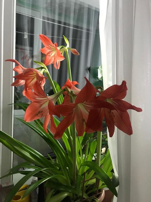 Гиппеаструм в горшке