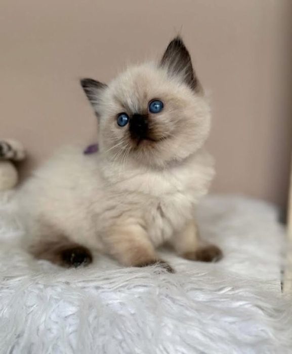 Ragdoll puiut mascul