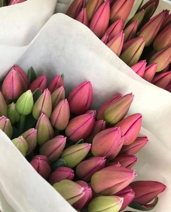 Покупай цветы тюльпаны почти бесплатно