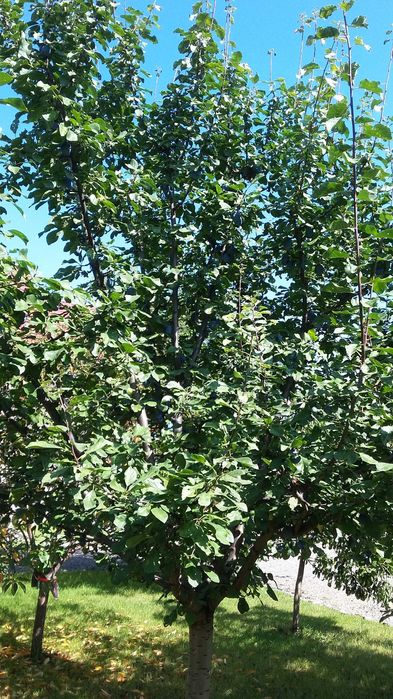 Dulceata ecologica de prune, FARA ZAHAR, livada proprie, 720 ml/borcan