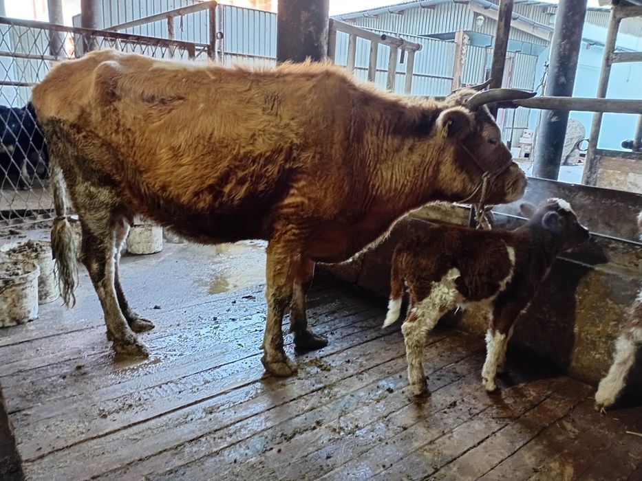 Сары Бесінші тума Бұзаулы сиыр