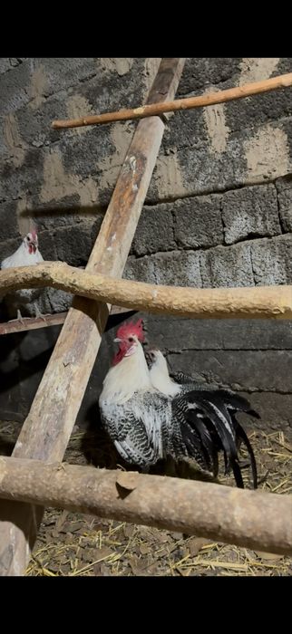 Брекел қоразы сатылады