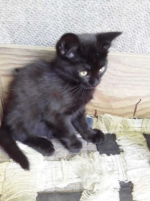 Отдам в хорошие руки котят