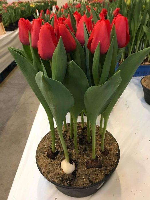 Тюльпаны опт розница