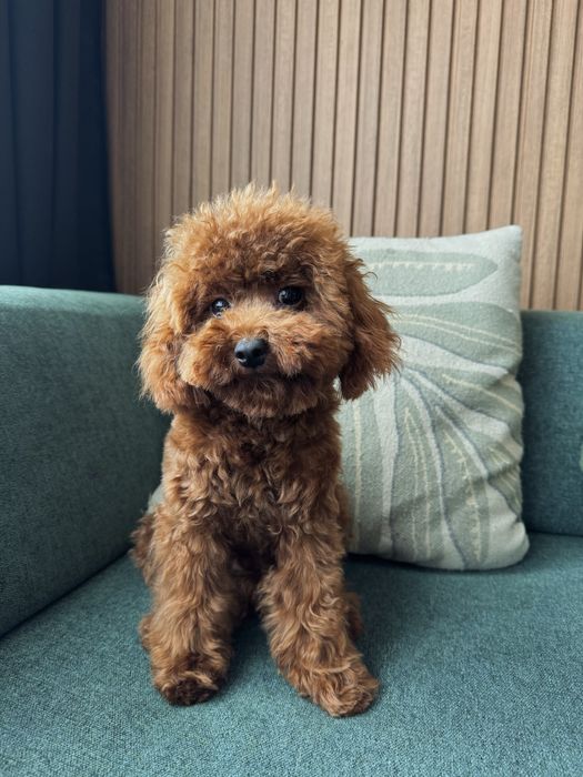 Той пудел момче
