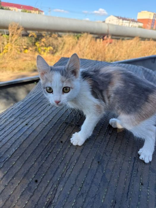 Котенок девочка мышеловка