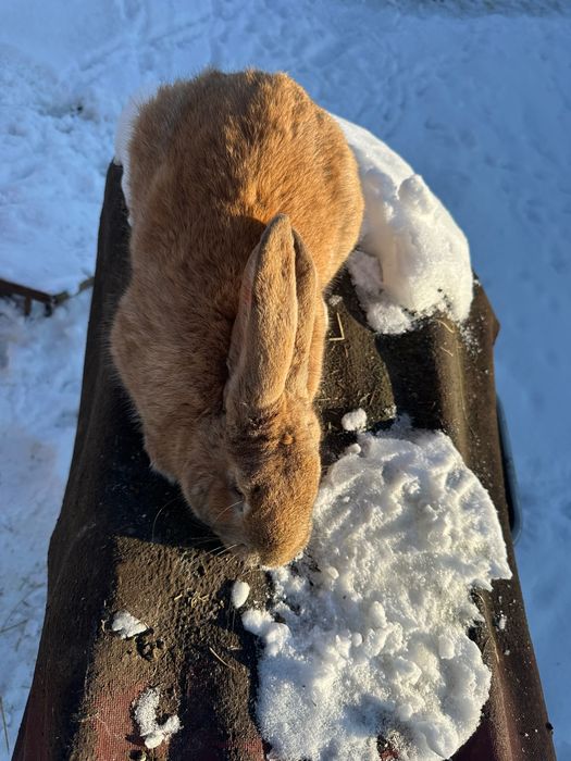 De vânzare iepuroi UG