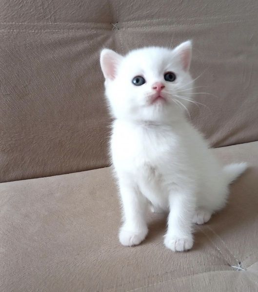 Британские котята