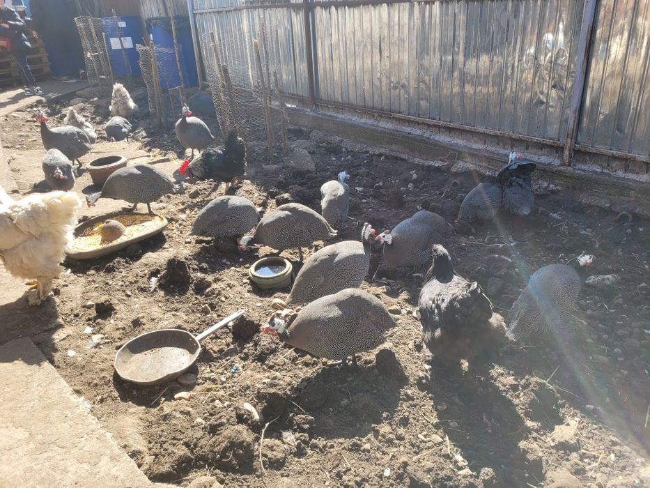 Vând bibilici frumoase