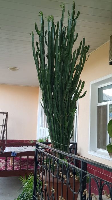 Кактус большой.