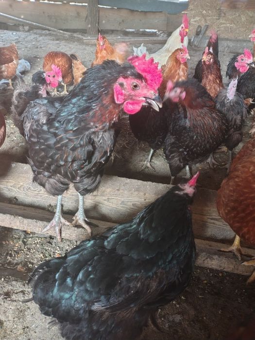 Găini negre de vânzare