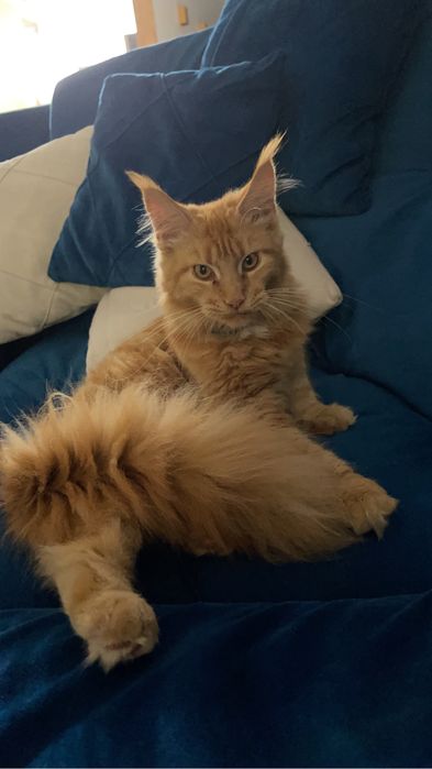 Котята мейн-куны