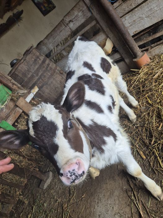 Vand vitea de prăsilă