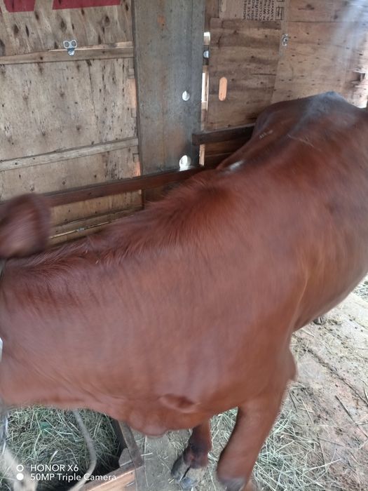 Продам жирную корову