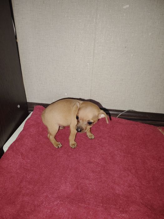 Продам срочно щенка той терьера мини