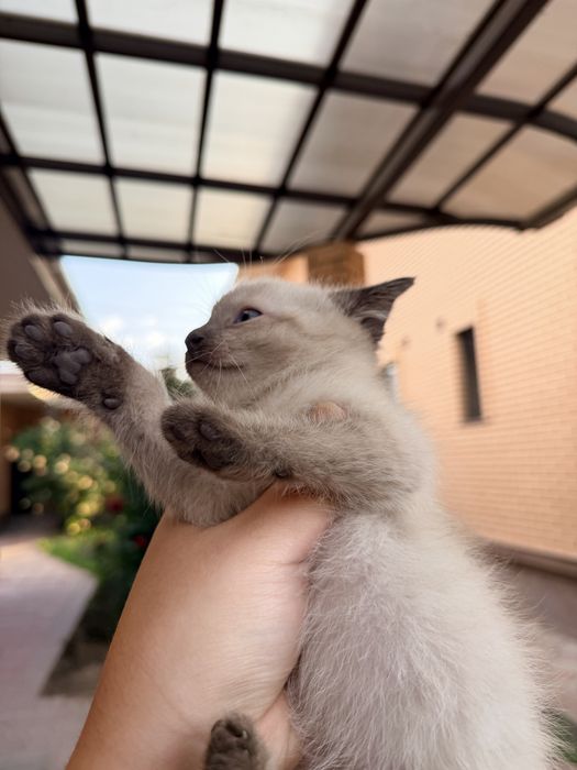 Котята 2 месяца мальчики