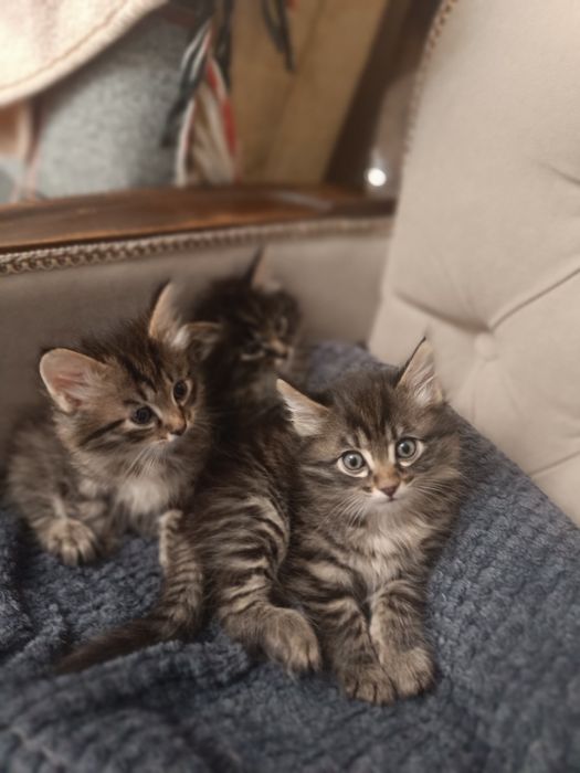 Отдам даром котят!!!