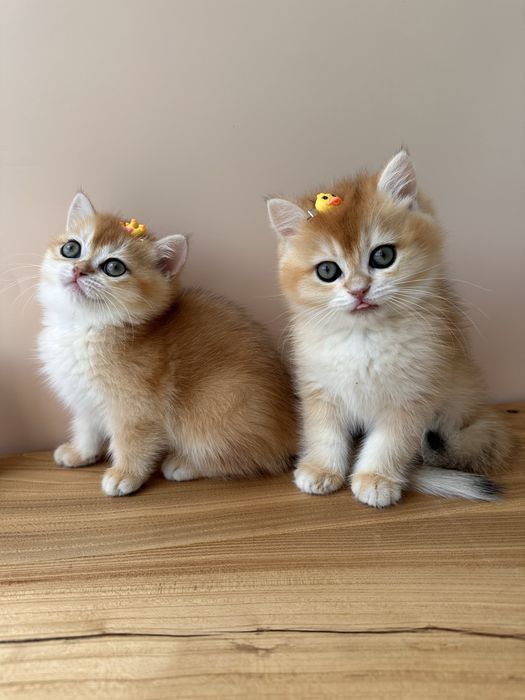 Котята с домашнего питомника