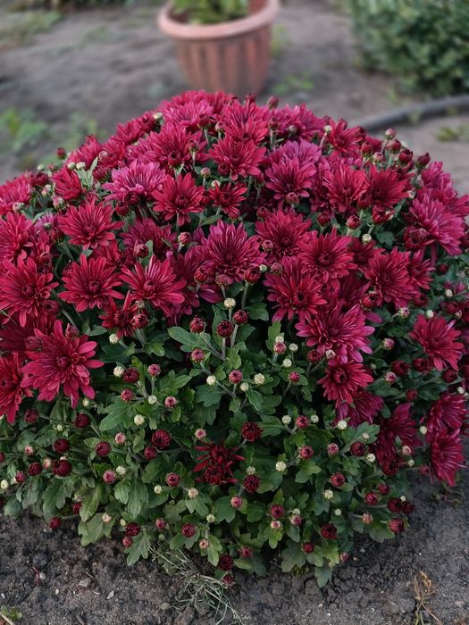 Хризантема мультифлора маточники!