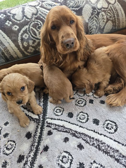 Чистокръвни кокер шпаньоли