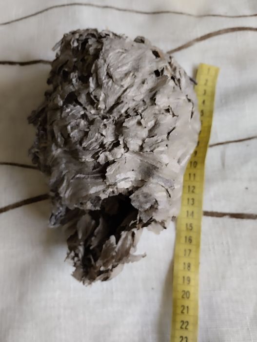 Осинное гнездо . Дикое .