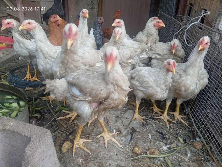 Продам бройлеров