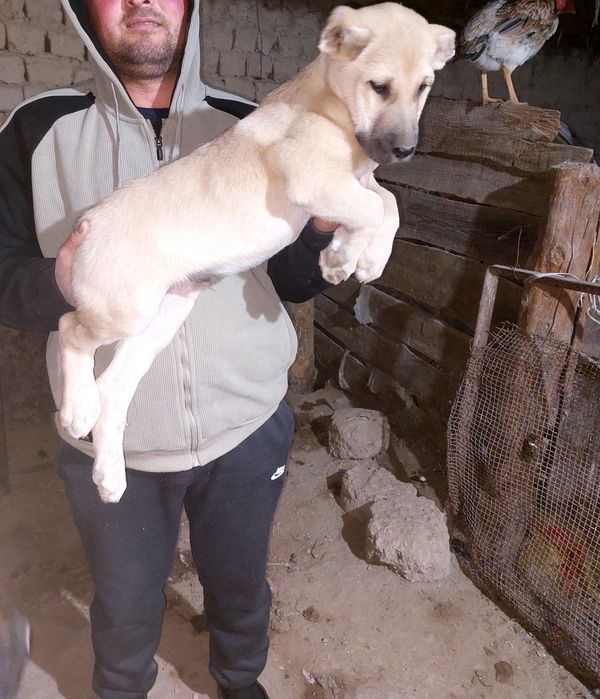 Собака продаже бойцовские 3месячный