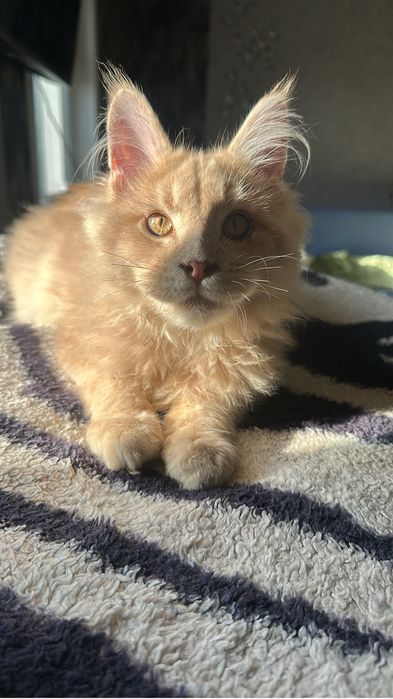 Котенок Мейнкун мальчик!