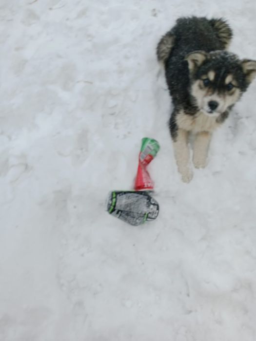 Отдам в добрые руки