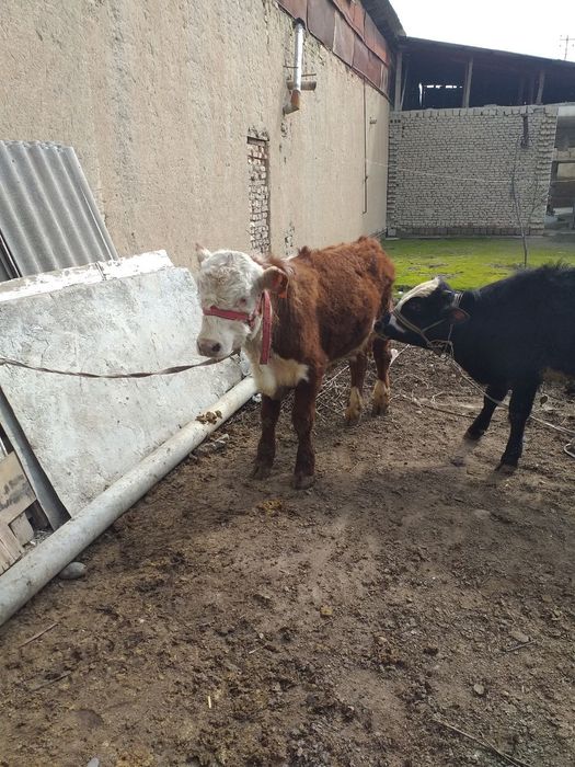 Simmental buqa sotiladi