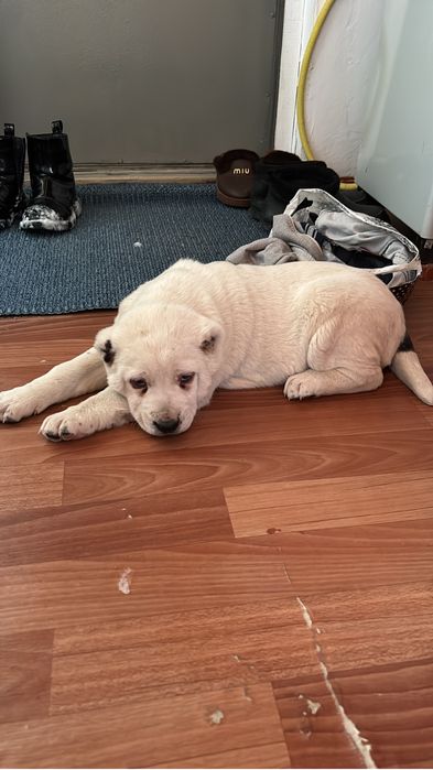 Ұрғашы күшік парода алабаи