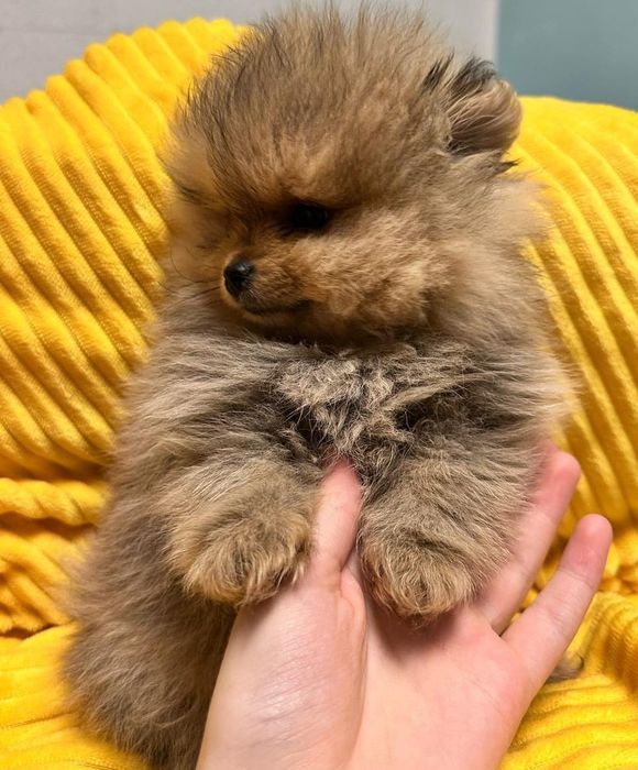 Продаются шикарные шпицы