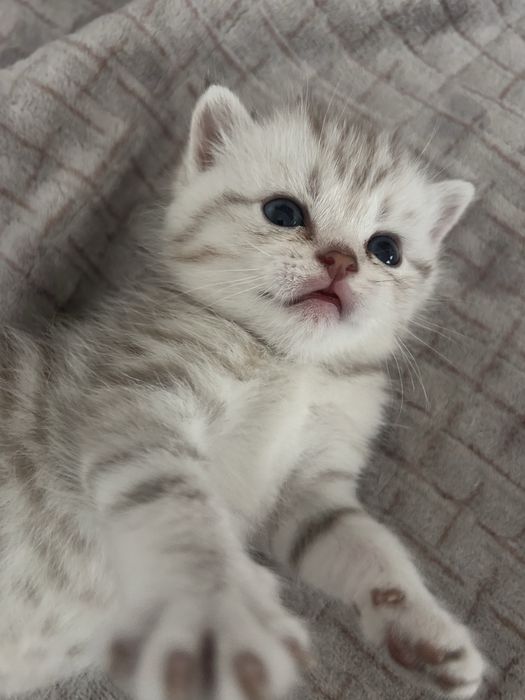 Продам породистых котят