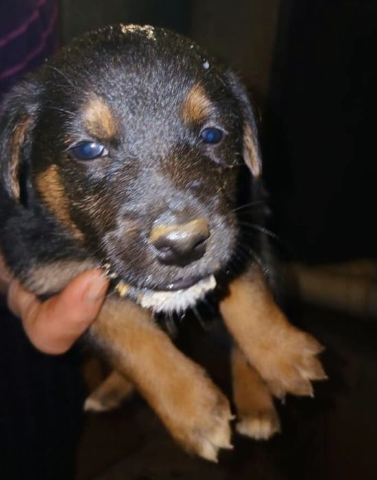 Ласковые щенята (1 месяц)