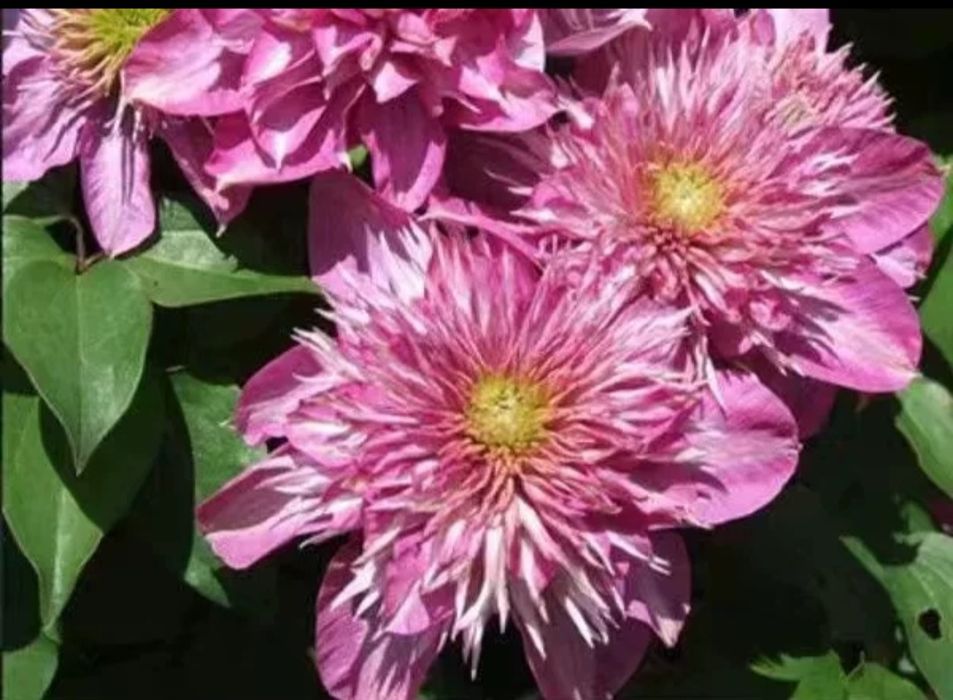 Клематисы саженцы