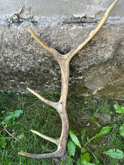 Vând corn de cerb cu 5 coarne