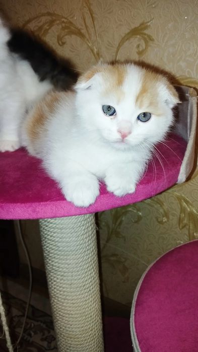 Сотаман мушукчалани