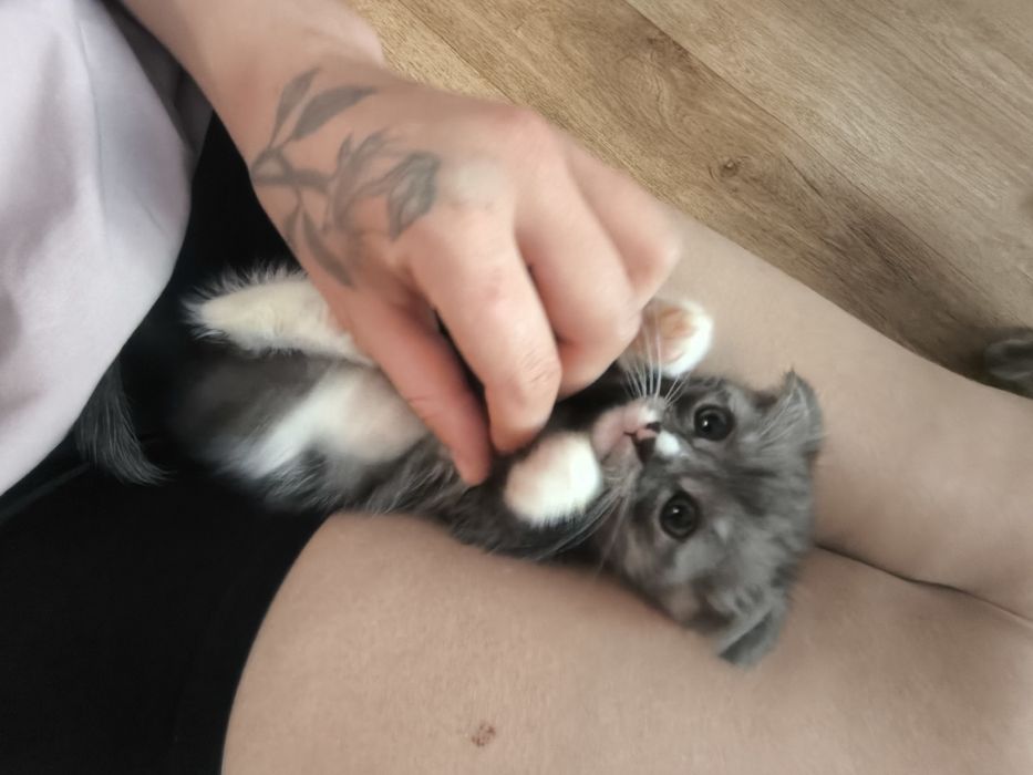 Котята вислоухие британцы