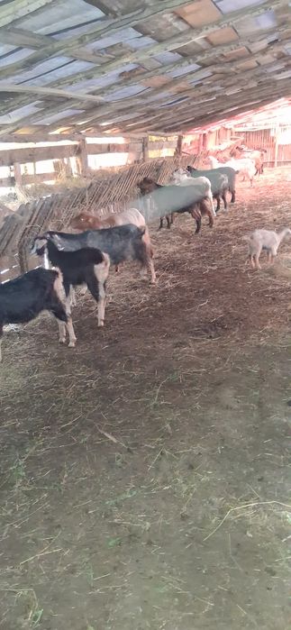 De vanzare capre 10 capre și un țap  sau schimb cu oi