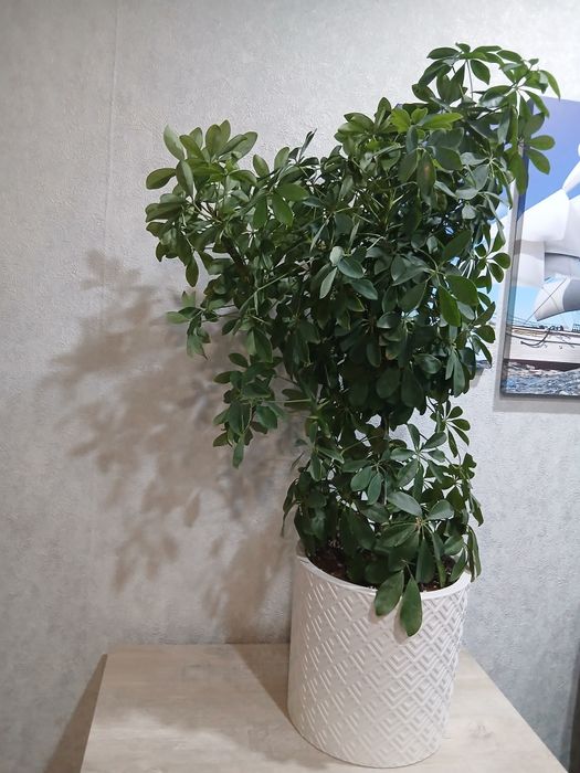 Продам цветок шефлеру